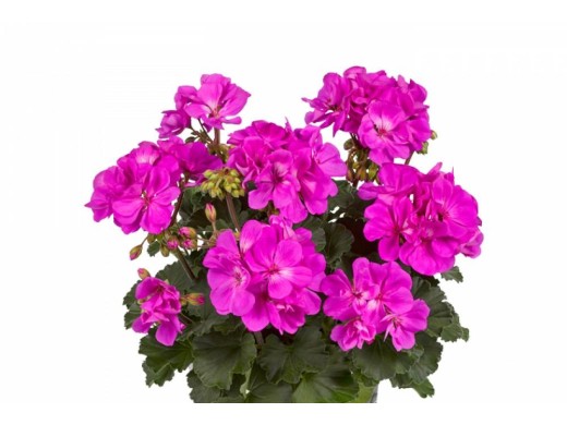 Пеларгония зональная Пеларгония зональная