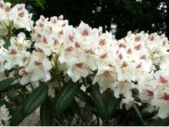 Рододендрон гибридный 