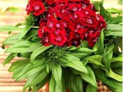 Гвоздика турецкая 