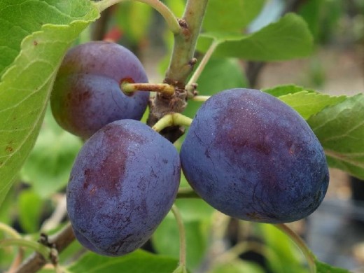 Слива Слива