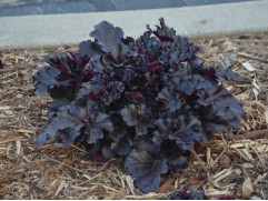 Гейхера гибридная 