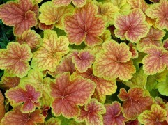 Гейхера гибридная 