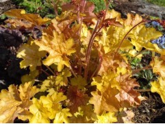 Гейхера гибридная 