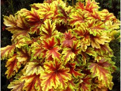 Гейхера гибридная 