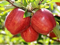 Яблоня 