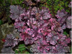 Гейхера гибридная 