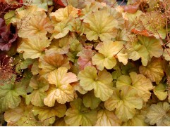 Гейхера гибридная 