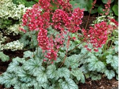 Гейхера гибридная 