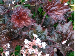 Гейхера гибридная 