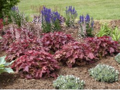 Гейхера гибридная 