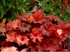 Гейхера гибридная 