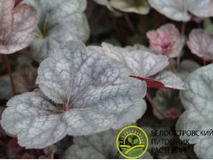Гейхера гибридная 