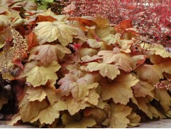 Гейхера гибридная 