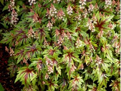 Гейхера гибридная 