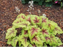 Гейхера гибридная 