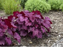 Гейхера гибридная 