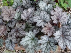Гейхера гибридная 