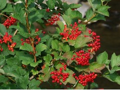 Калина обыкновенная  