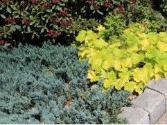 Гейхера гибридная 