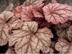 Гейхера гибридная 