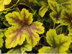 Гейхерелла гибридная 