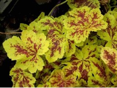 Гейхерелла гибридная 