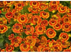 Гелениум гибридный Гелениум гибридный