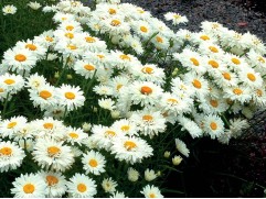 Нивяник великолепный 