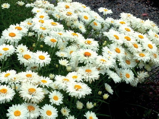 Нивяник великолепный Нивяник великолепный