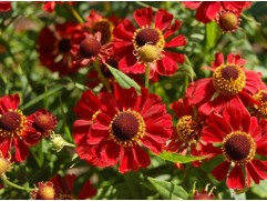 Гелениум гибридный 