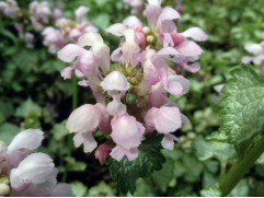 Яснотка пятнистая 