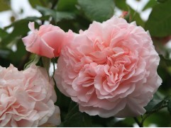 Роза плетистая Роза плетистая