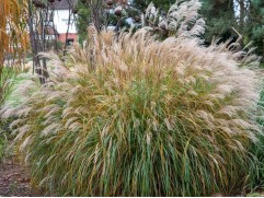 Мискантус китайский 