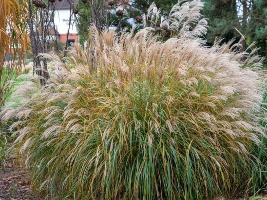 Мискантус китайский Мискантус китайский
