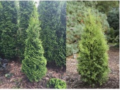 Туя западная 