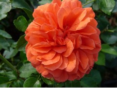 Роза флорибунда 