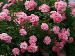 Роза штамбовая почвопокровная розовая (Контейнер 10,0л)