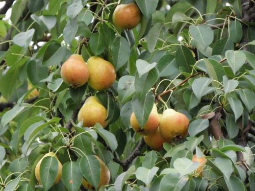 Груша Груша