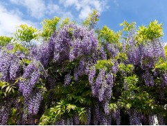 Глициния макростахия 