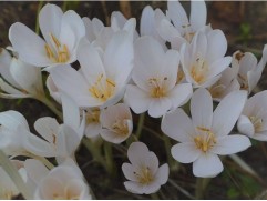 Безвременник Безвременник