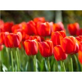 Тюльпан сорт "Orange Juice"