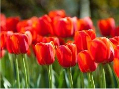 Тюльпан сорт "Orange Juice"