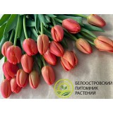 Тюльпан сорт 