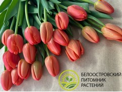 Тюльпан сорт 