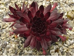 Молодило гибридное 