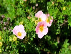 Лапчатка кустарниковая Лапчатка кустарниковая