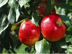 Яблоня Яблоня