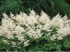 Астильба японская 