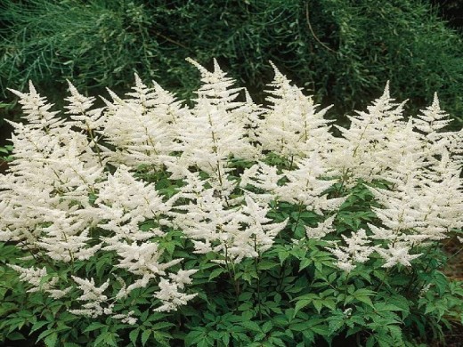 Астильба японская Астильба японская