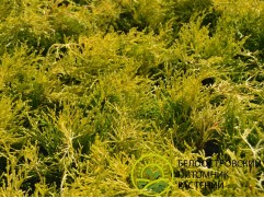 Кипарисовик горохоплодный 